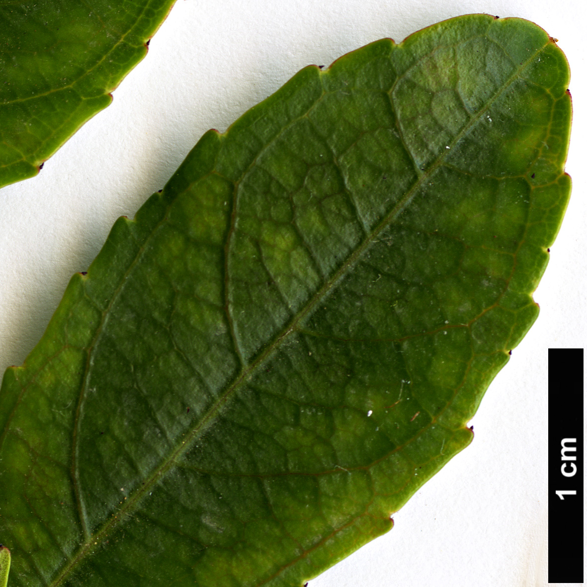 High resolution image: Family: Rhamnaceae - Genus: Rhamnus - Taxon: crenulata 